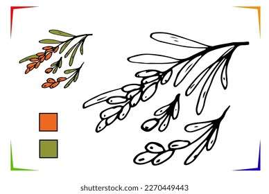 Sea ​​​​buckthorn Coloring Page. Vector Educational worksheet colored by sample. Paint game. Elements for coloring book, page, printing, design illustrations in the style of outline for kids