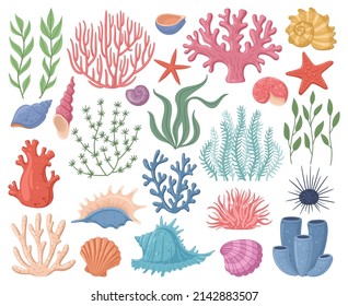 Sea conch  coral