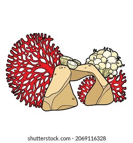 Sea coral and anemones on stone  color variation for coloring page isolated on white background