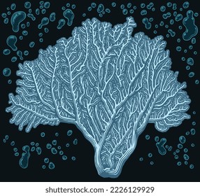 Sea coral. Editable hand drawn illustration. Vector vintage engraving. 8 EPS