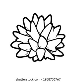 Sea corall object coloring book linear drawing isolated on white background