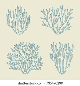 sea corals   algae sketch  vector illustration hand drawing isolated