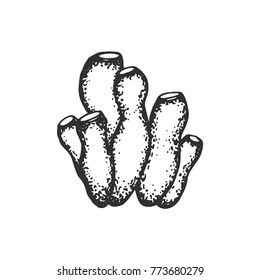 sea corals hand drawing vector. sketch isolated on white background