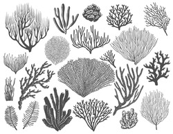 Sea Corals, Reef Sponges And Seaweeds. Ocean Bottom Life, Marine Animals And Plants, Topical Undersea Flora Species. Monochrome Vector Black, Stellar And Gorgonian Corals, Acropora Polyps