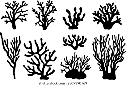 sea corals  
