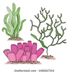 sea corals and seaweed set vector isolated coloured on white background
