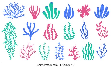 Sea corals. Underwater plants, hand drawn marine botanical seaweed, polyps and corals, sea flora vector illustration set. Ocean or aquarium coral and plant