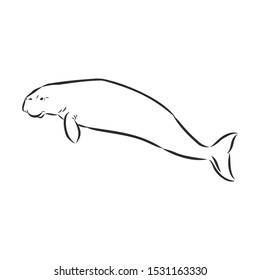 Sea cow sketch, contour vector illustration 