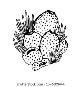 Sea cponge hand drawn sketch isolated on white. Black and white sea creature coloring page template. Vector illustration.