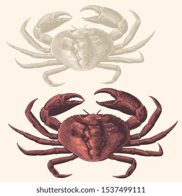 Sea crab. Design set. Hand drawn engraving. Editable vector vintage illustration. Isolated on light background. 8 EPS 