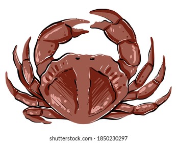 Sea crab, hand drawn color vector. 