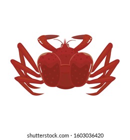 Sea crab vector icon.Cartoon vector icon isolated on white background sea crab .