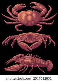 Cangrejos de mar. Conjunto de diseño. Ilustración dibujada a mano editable. Grabado vintage de Vector. Aislado sobre fondo negro. 8 EPS