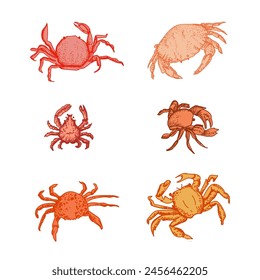 Sea crabs.  Different types of crabs. Sea food, delicacy. Vector hand drawn illustration.