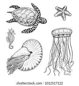 sea creature cheloniidae or green turtle and seahorse. nautilus pompilius, jellyfish and starfish or mollusk. engraved hand drawn in old sketch, vintage style. nautical or marine. animals in the ocean