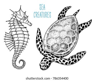 sea creature cheloniidae or green turtle and seahorse. engraved hand drawn in old sketch, vintage style. nautical or marine, monster or food. animals in the ocean.