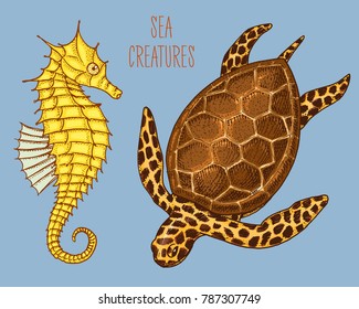 sea creature cheloniidae or green turtle and seahorse. engraved hand drawn in old sketch, vintage style. nautical or marine, monster or food. animals in the ocean.