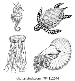 sea creature cheloniidae or green turtle and seahorse. nautilus pompilius, jellyfish and starfish or mollusk. engraved hand drawn in old sketch, vintage style. nautical or marine. animals in the ocean