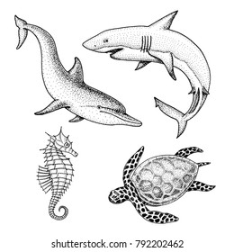 sea creature dolphin and white shark, cheloniidae or green turtle and seahorse. engraved hand drawn in old sketch, vintage style. nautical or marine, monster or fish. animals in the ocean.