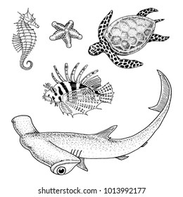 sea creature or Fishes cheloniidae or green turtle and seahorse. red lionfish and great hammerhead shark. engraved hand drawn in old sketch, vintage style. nautical or marine. animals in the ocean.