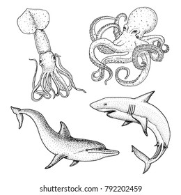 sea creature or fishes dolphin and white shark. octopus and squid, calamari. engraved hand drawn in old sketch, vintage style. nautical or marine. animals in the ocean.