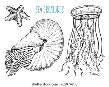 sea creature nautilus pompilius, jellyfish and starfish. shellfish or mollusk or clam. engraved hand drawn in old sketch, vintage style. nautical or marine, monster or food. animals in the ocean.