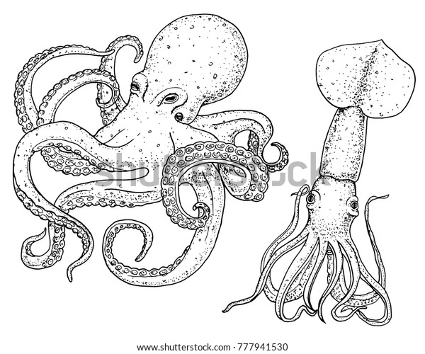 タコとイカの生き物 古いスケッチにカラマリ彫りの手描きのビンテージスタイル 海事 海洋 怪物 食べ物 海の動物 ロゴ ラベル およびエンブルのテンプレート のベクター画像素材 ロイヤリティフリー