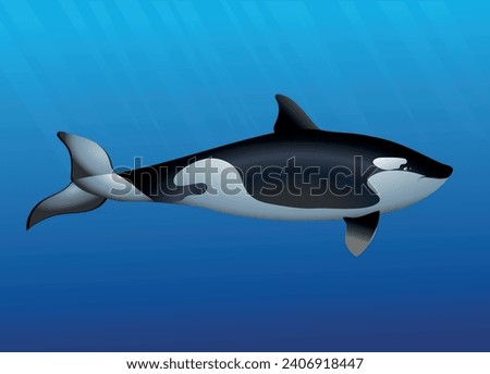 Sea creatures. Big killer whale in the water. Vector realistic illustration