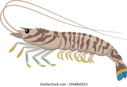 Sea creatures, sea food (tiger prawns)