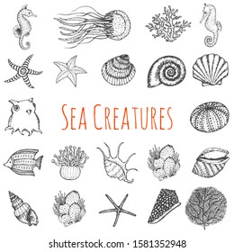 Sea Creatures Hand Drawn Sketched Set. Vector Ocean Animals Isolated on white background. Dumbo Octopus, Jellyfish, Seashells, Seahorse, Starfish, Coral Reef Creatures.