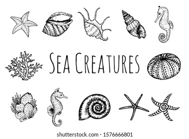 Sea creatures hand drawn sketches set  isolated on white. Black and white sea creature coloring page template. Vector illustration.