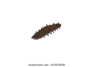 Sea Cucumber Animal Cartoon Vector Illustration