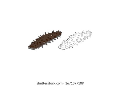 Sea Cucumber Animal Cartoon Vector Illustration Bundle