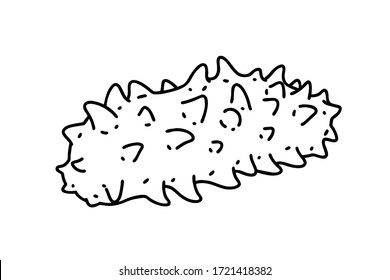 Sea cucumber. Sea cucumbers are echinoderms from the class Holothuroidea. It is considered an expensive food in Asia. Vector line art illustration.