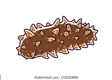 Sea cucumber. Sea cucumbers are echinoderms from the class Holothuroidea. It is considered an expensive food in Asia. Vector illustration.