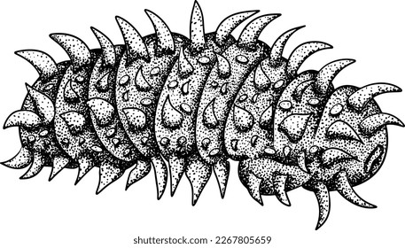 Sea cucumber. Hand drawn underwater creatures. Vector sea life, seafood.