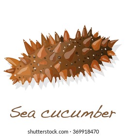 Sea cucumber is isolated on white background