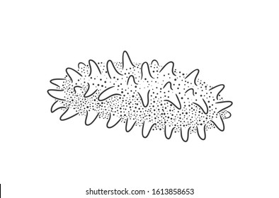 Sea cucumber logo. Isolated sea cucumber on white background. Trepang