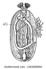 Sea cucumbers are echinoderms from the class Holothuroidea, vintage line drawing or engraving illustration.
