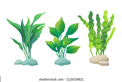 Sea or decorative aquarium algae vector illusatration set isolated on white. Seaweed or water plant with wavy, wide or straight leaves fixed on stone.