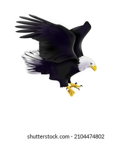 A sea eagle is big predator bird, He have black colour with white head and tail