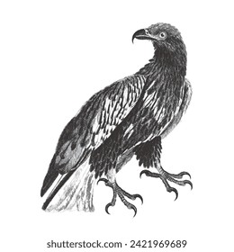 Sea eagle or Fish eagle. Doodle sketch. Vintage vector illustration.