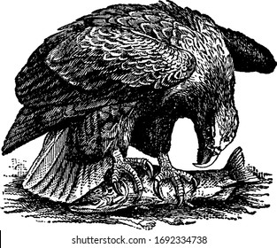 Sea Eagle es un nombre dado a muchas aves de presa en la familia Falconidae, dibujo vintage o ilustración grabadora.