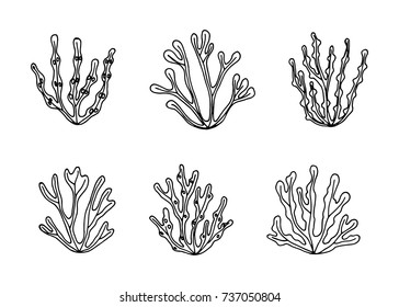 sea edible underwater algae vector sketch. black hand-drawn insulated drawing