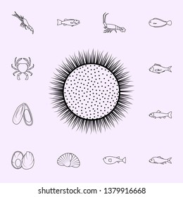 sea egg kina icon. Fish icons universal set for web and mobile