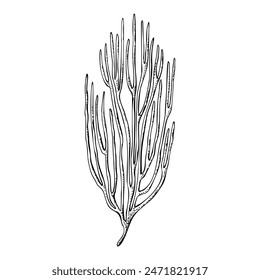 Sea fan coral reef underwater organizm. Hand drawn vector illustration isolated on white background. Graphic black and white sketch style. For clip art decor package icon