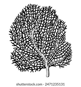 Sea fan, ocean coral reef organizm. Hand drawn vector illustration isolated on white background. Graphic black and white sketch style. For clip art package
