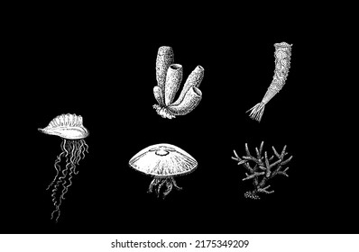 Sea Fauna On An Isolated Black Background. Fizalija. Jelly Fish.Branched Corall. Common Sponge. Hexactinellid .Vector Illustration. EPS10.