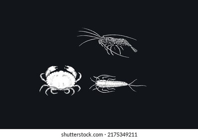 Sea fauna on an isolated black background. Crab. Shrimp. Bristletails. Vector illustration. EPS10.