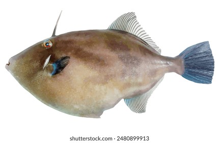 Sea fish body of Leatherfish (Umazurahagi, Thamnaconus modestus. Realistic look, cut-out illustration)